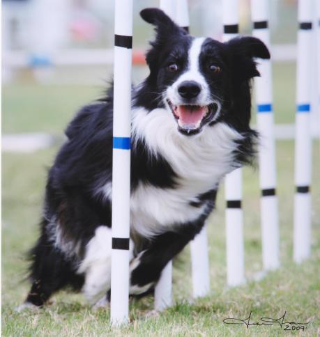 Enzo Weaves USDAA Nat 2009 - Copy